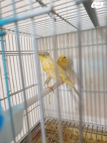 תמונת מודעה - חיות מחמד