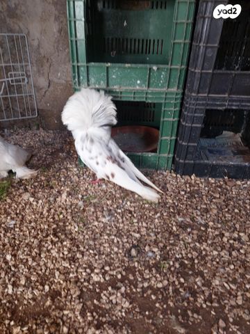 תמונת מודעה - חיות מחמד