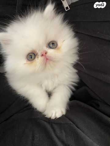 תמונת מודעה - חיות מחמד