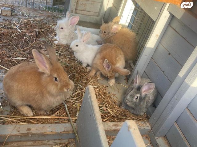 תמונת מודעה - חיות מחמד