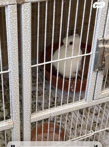 תמונת מודעה - חיות מחמד