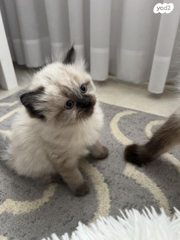 תמונת מודעה - חיות מחמד