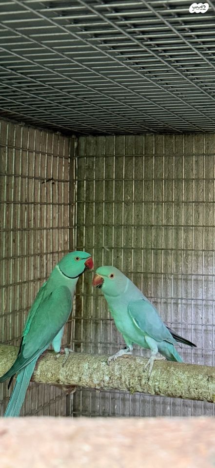 תמונת מודעה - חיות מחמד