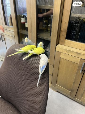 תמונת מודעה - חיות מחמד