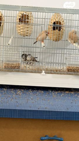 תמונת מודעה - חיות מחמד