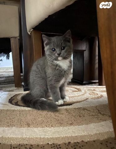 תמונת מודעה - חיות מחמד