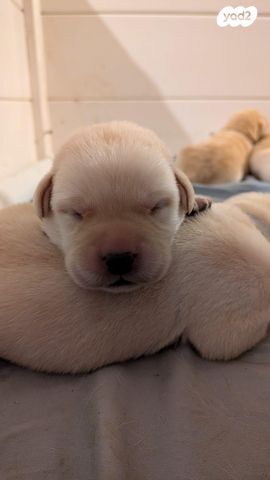 תמונת מודעה - חיות מחמד