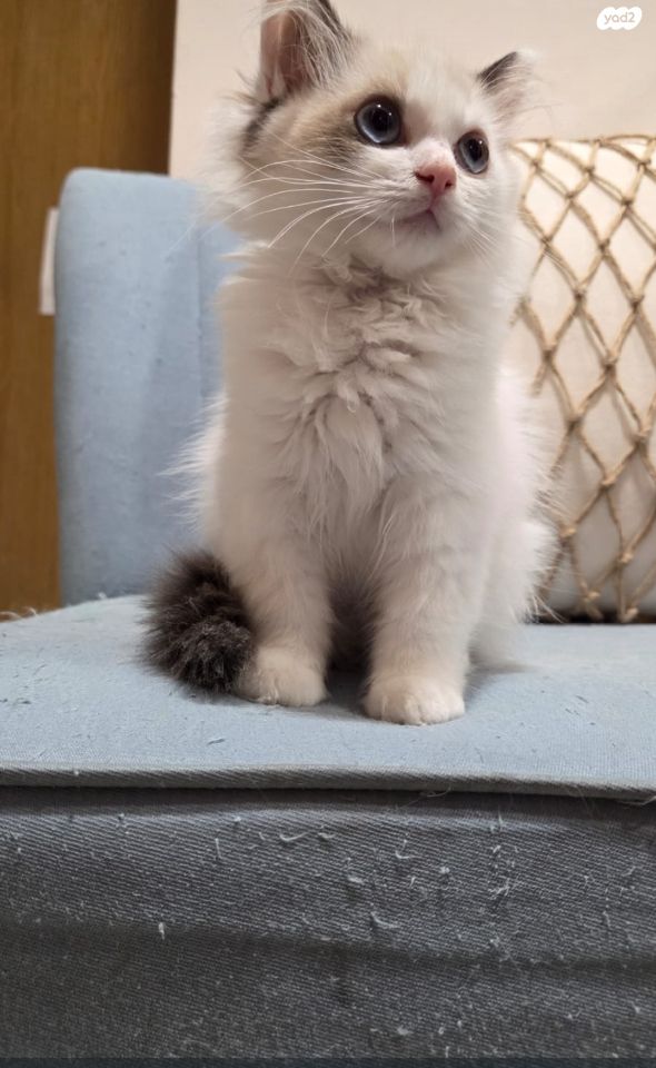 תמונת מודעה - חיות מחמד