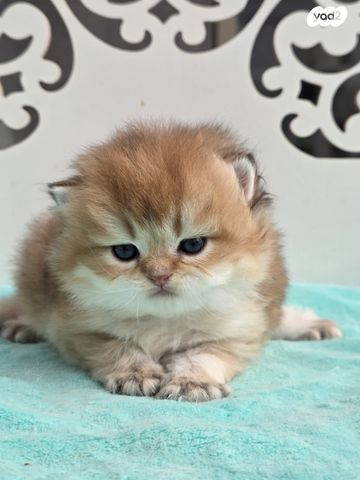 תמונת מודעה - חיות מחמד