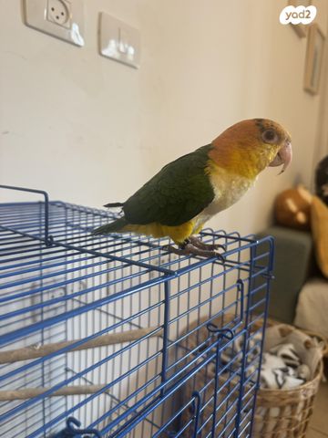 תמונת מודעה - חיות מחמד