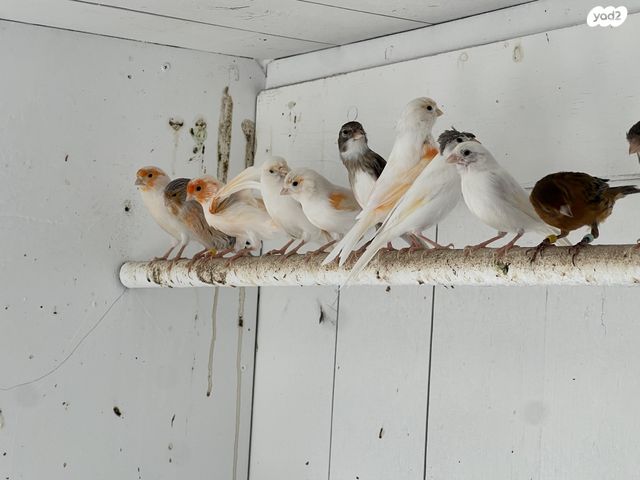 תמונת מודעה - חיות מחמד