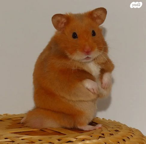 תמונת מודעה - חיות מחמד