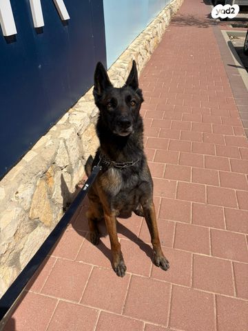 תמונת מודעה - חיות מחמד