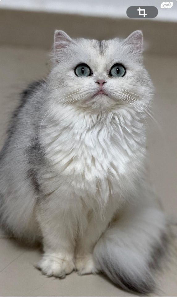 תמונת מודעה - חיות מחמד