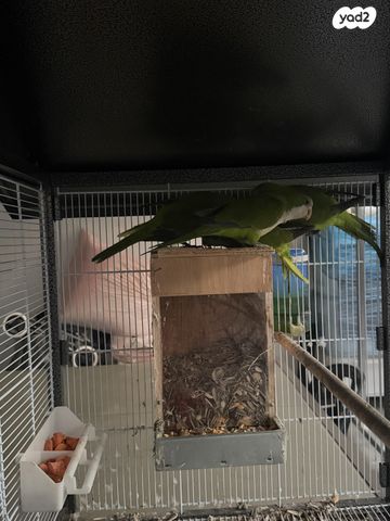 תמונת מודעה - חיות מחמד