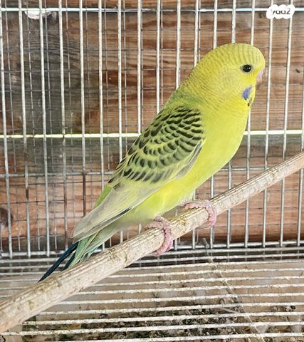 תמונת מודעה - חיות מחמד