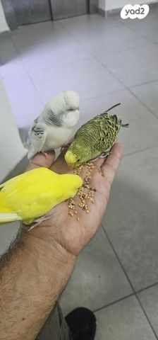 תמונת מודעה - חיות מחמד