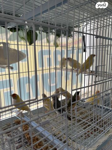 תמונת מודעה - חיות מחמד