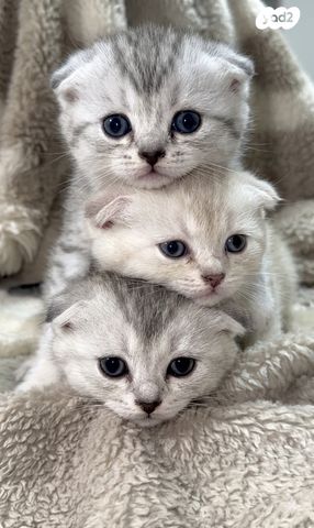 תמונת מודעה - חיות מחמד