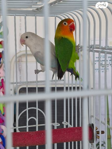 תמונת מודעה - חיות מחמד