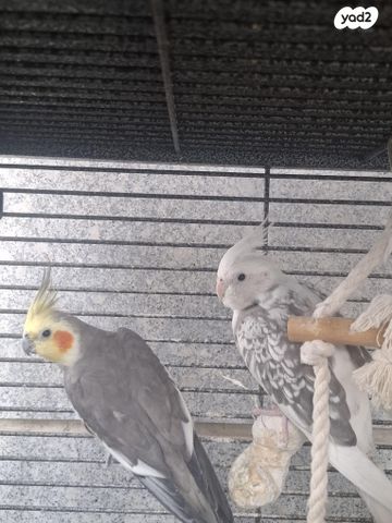 תמונת מודעה - חיות מחמד