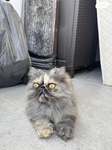 תמונת מודעה - חיות מחמד