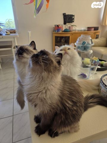 תמונת מודעה - חיות מחמד