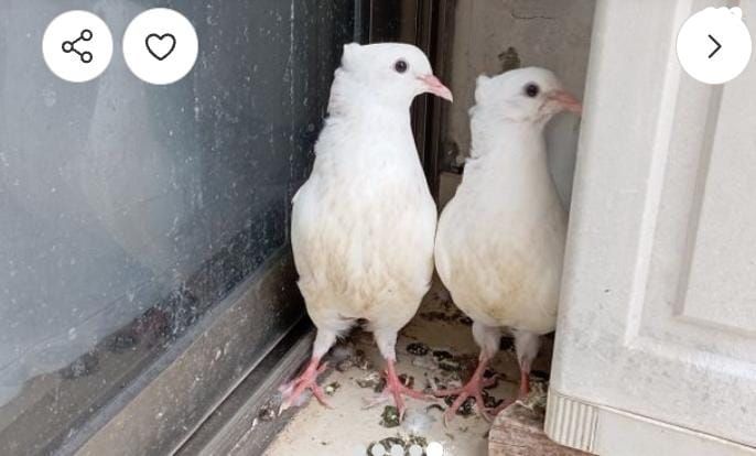 תמונת מודעה - חיות מחמד