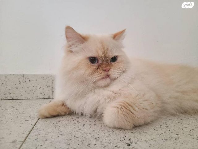 תמונת מודעה - חיות מחמד