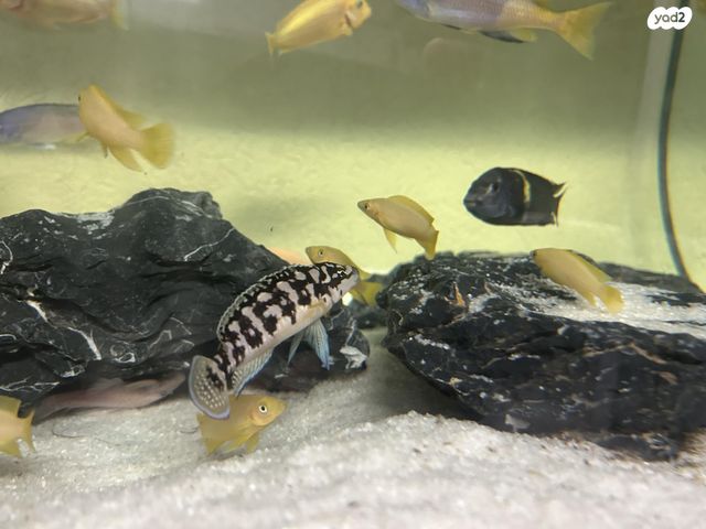 תמונת מודעה - חיות מחמד