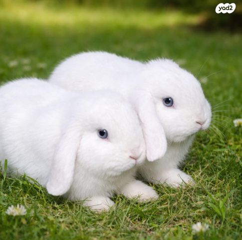 תמונת מודעה - חיות מחמד