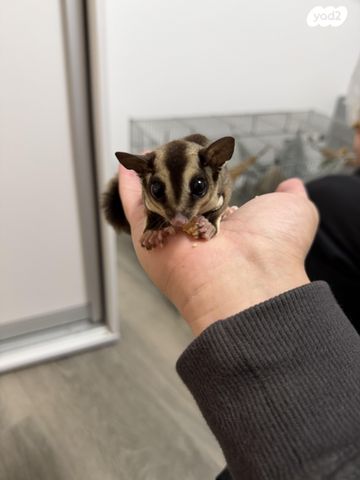 תמונת מודעה - חיות מחמד