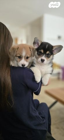 תמונת מודעה - חיות מחמד