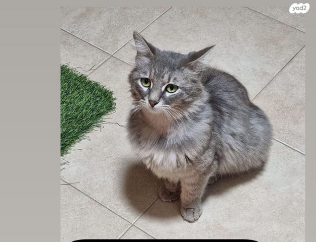 תמונת מודעה - חיות מחמד