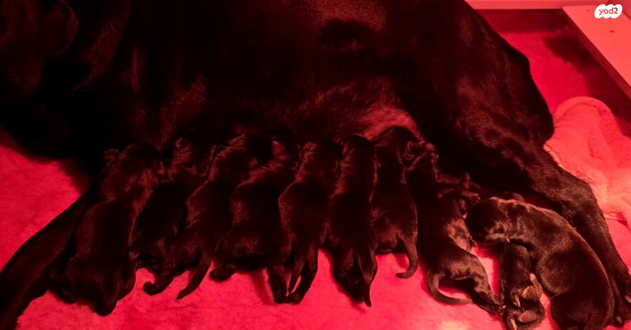 תמונת מודעה - חיות מחמד