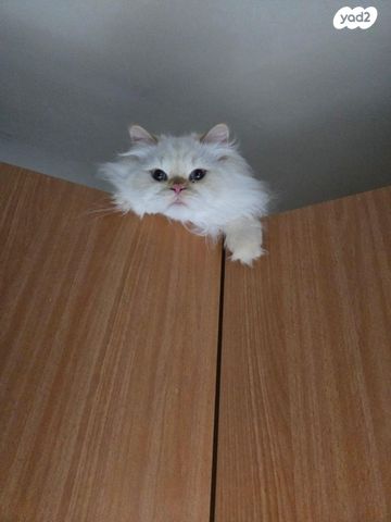 תמונת מודעה - חיות מחמד