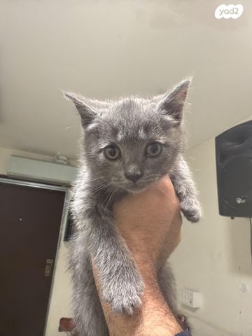 תמונת מודעה - חיות מחמד