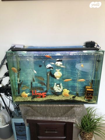 תמונת מודעה - חיות מחמד