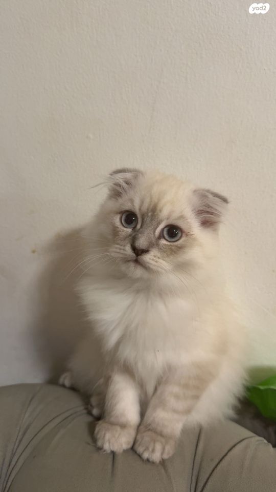 תמונת מודעה - חיות מחמד