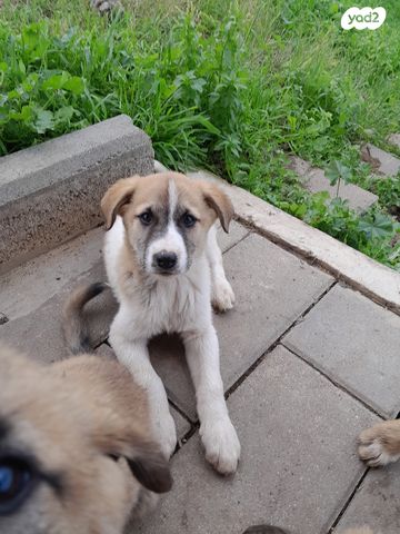 תמונת מודעה - חיות מחמד