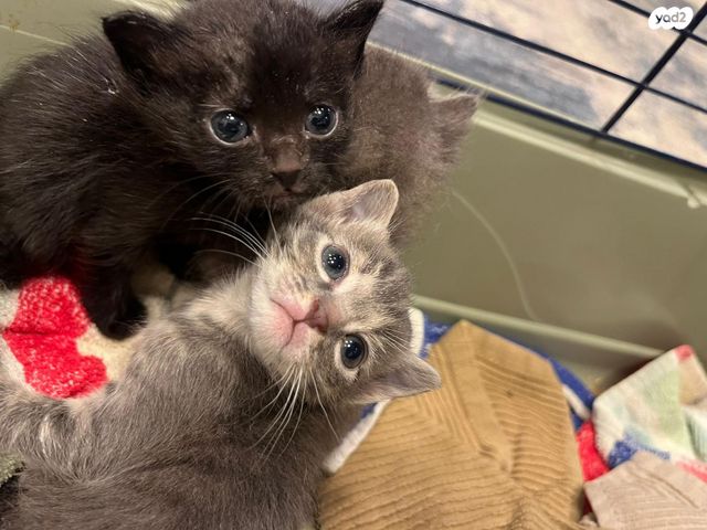 תמונת מודעה - חיות מחמד