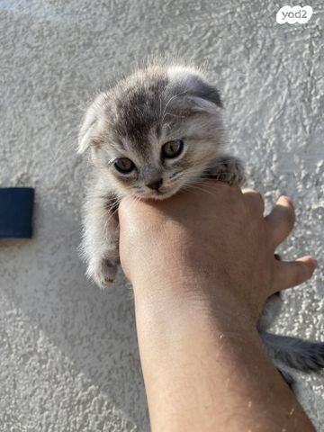 תמונת מודעה - חיות מחמד