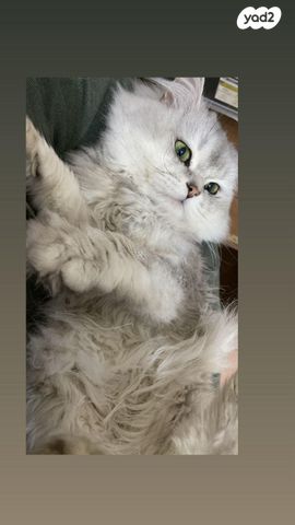 תמונת מודעה - חיות מחמד