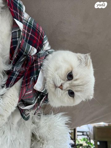 תמונת מודעה - חיות מחמד