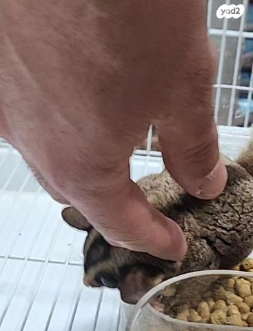 תמונת מודעה - חיות מחמד