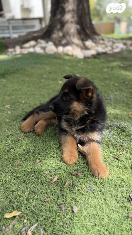 תמונת מודעה - חיות מחמד