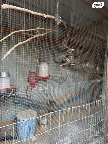 תמונת מודעה - חיות מחמד