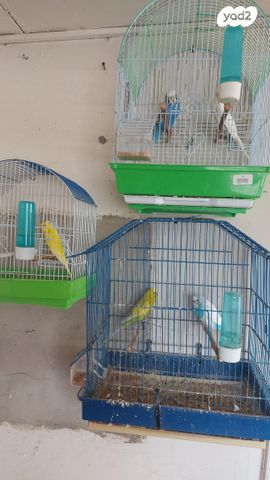 תמונת מודעה - חיות מחמד