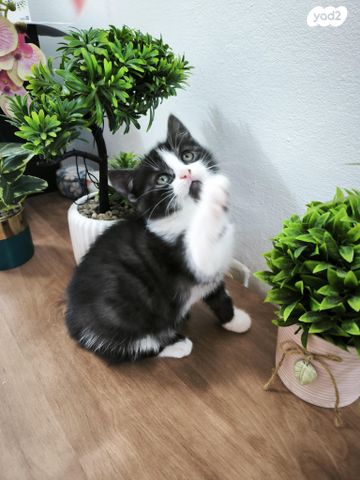 תמונת מודעה - חיות מחמד