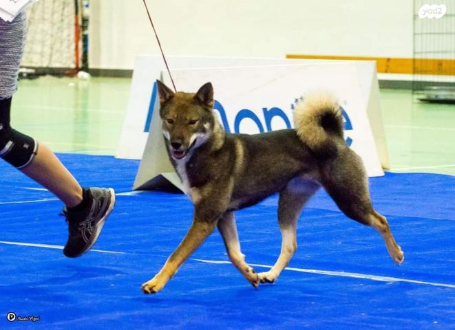 תמונת מודעה - חיות מחמד